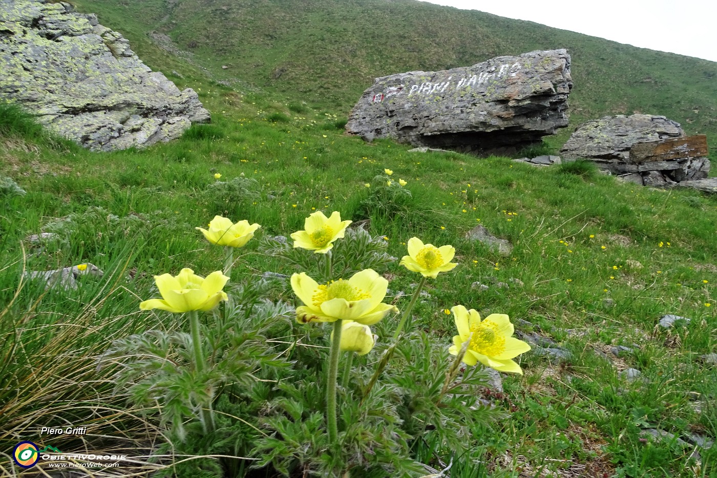 18 Pulsatilla alpina (sulfurea).JPG